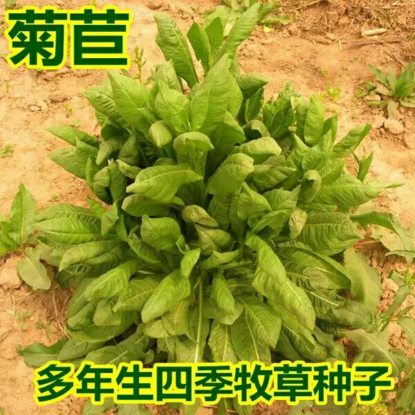 菊苣种子 菊苣牧草种子南方鸡鸭鹅鱼猪吃饲料草多年生四季草种草籽