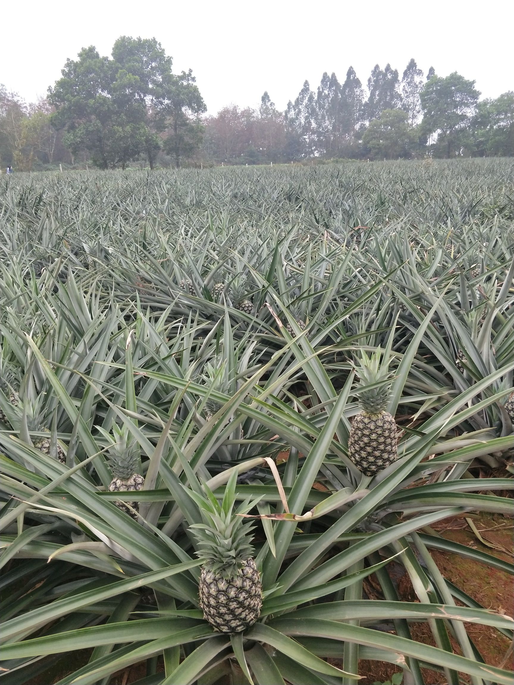 商品详情          本公司菠萝种植基地位于海南省著名产区澄迈县及