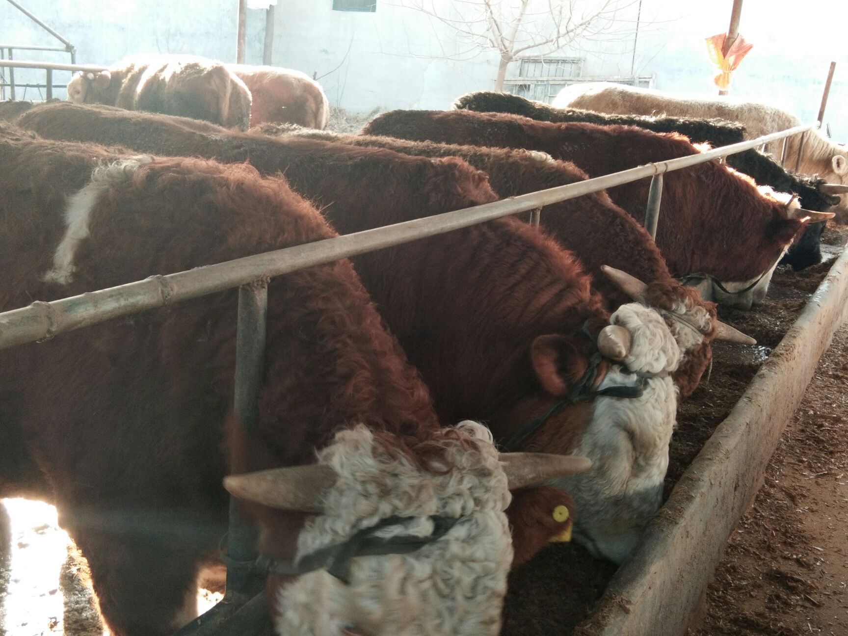 肉牛1000斤以上 统货