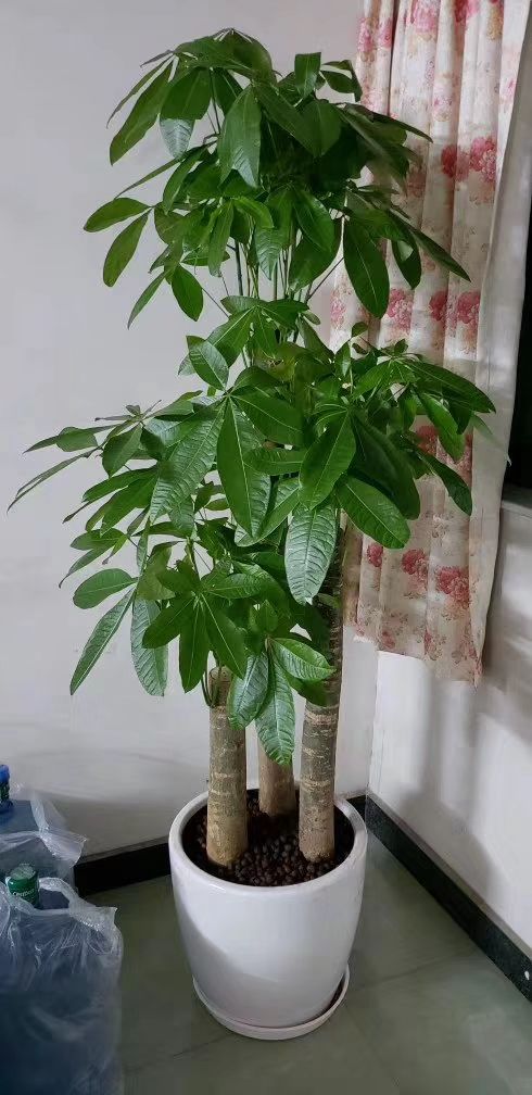 盆栽发财树 门口客厅卧室可摆放