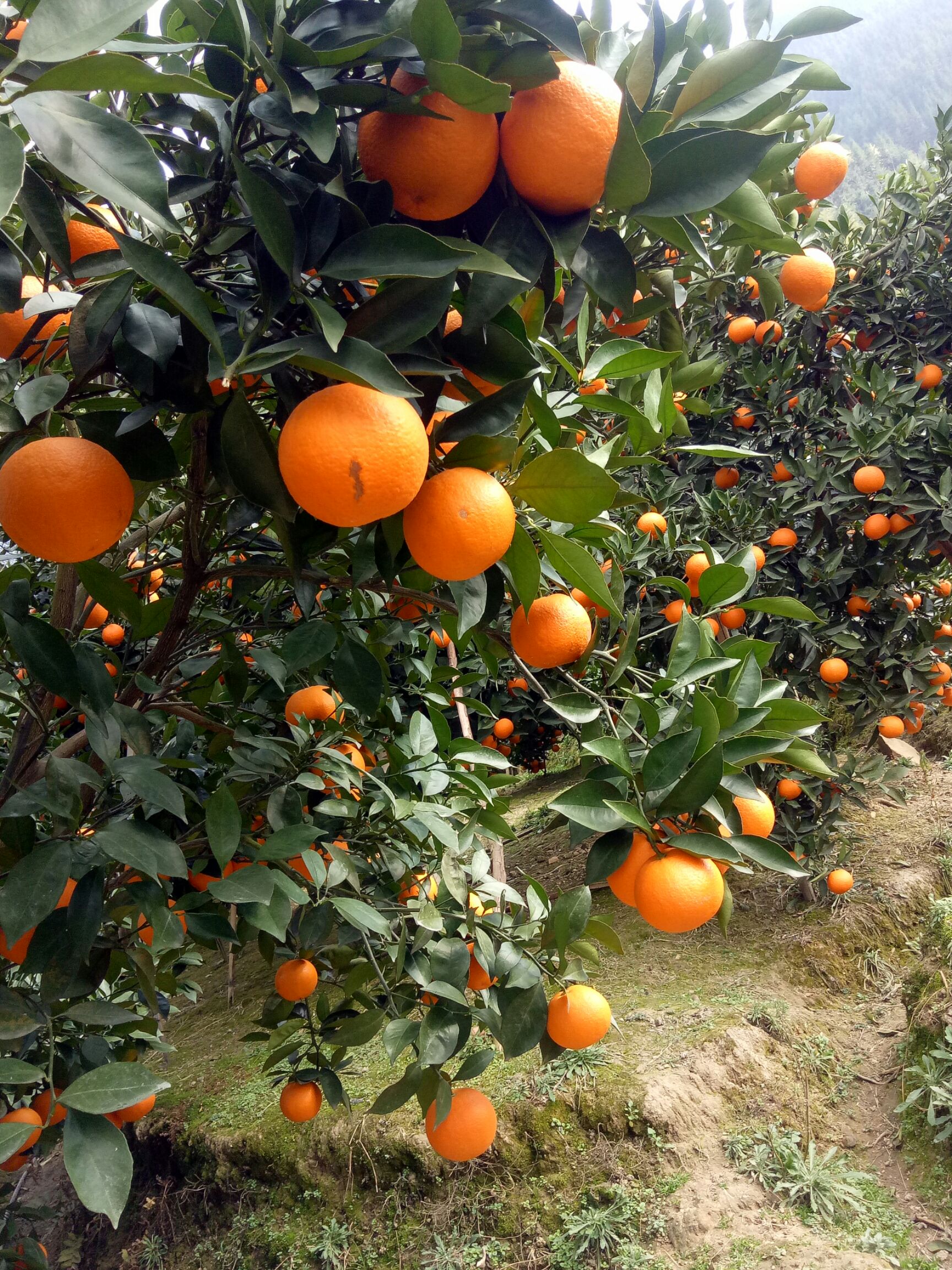 橙子 广西桂林市灵川县,临桂区蜜香橙大量上市,自家果园,基地直发!