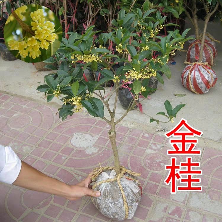 桂花树苗 金桂丹桂朱砂桂四季桂天香台阁状元红,品种齐全