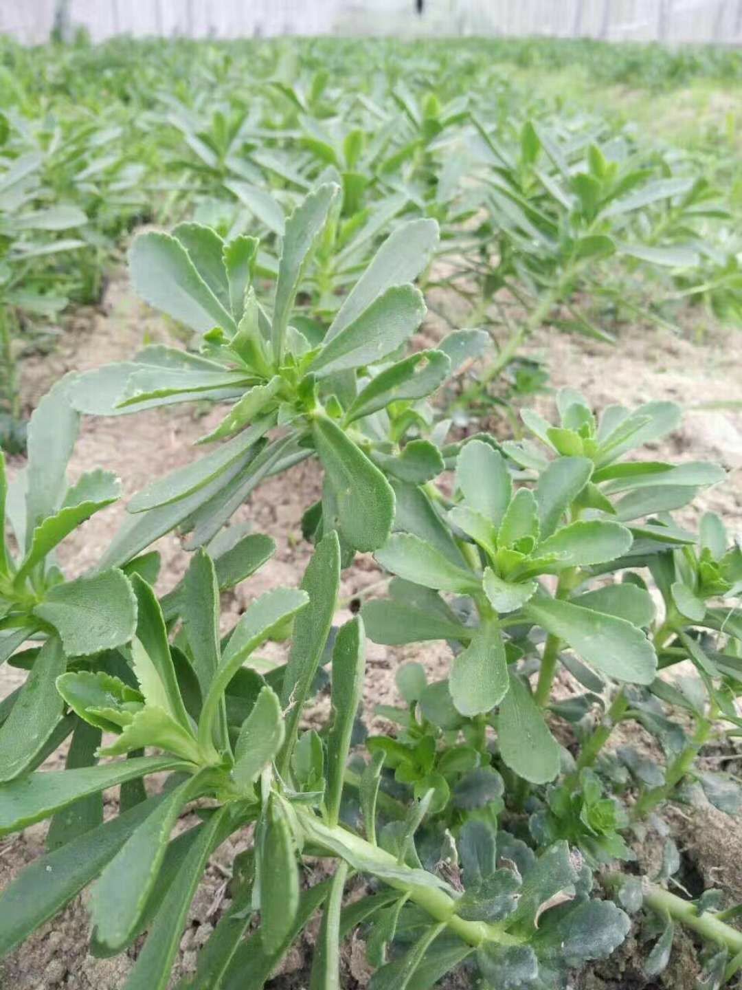 救心菜苗子养心菜苗子费菜高钙菜景天三七种苗保健菜土三七