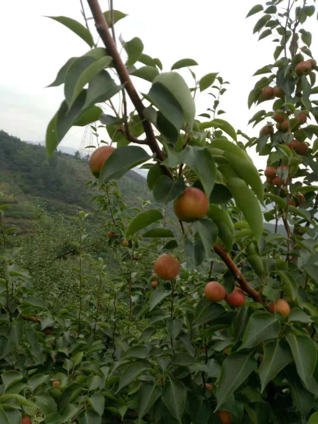 [红南果梨树苗批发]红南果梨树苗 (纯真正品)南果梨树苗 南果梨苗 汁