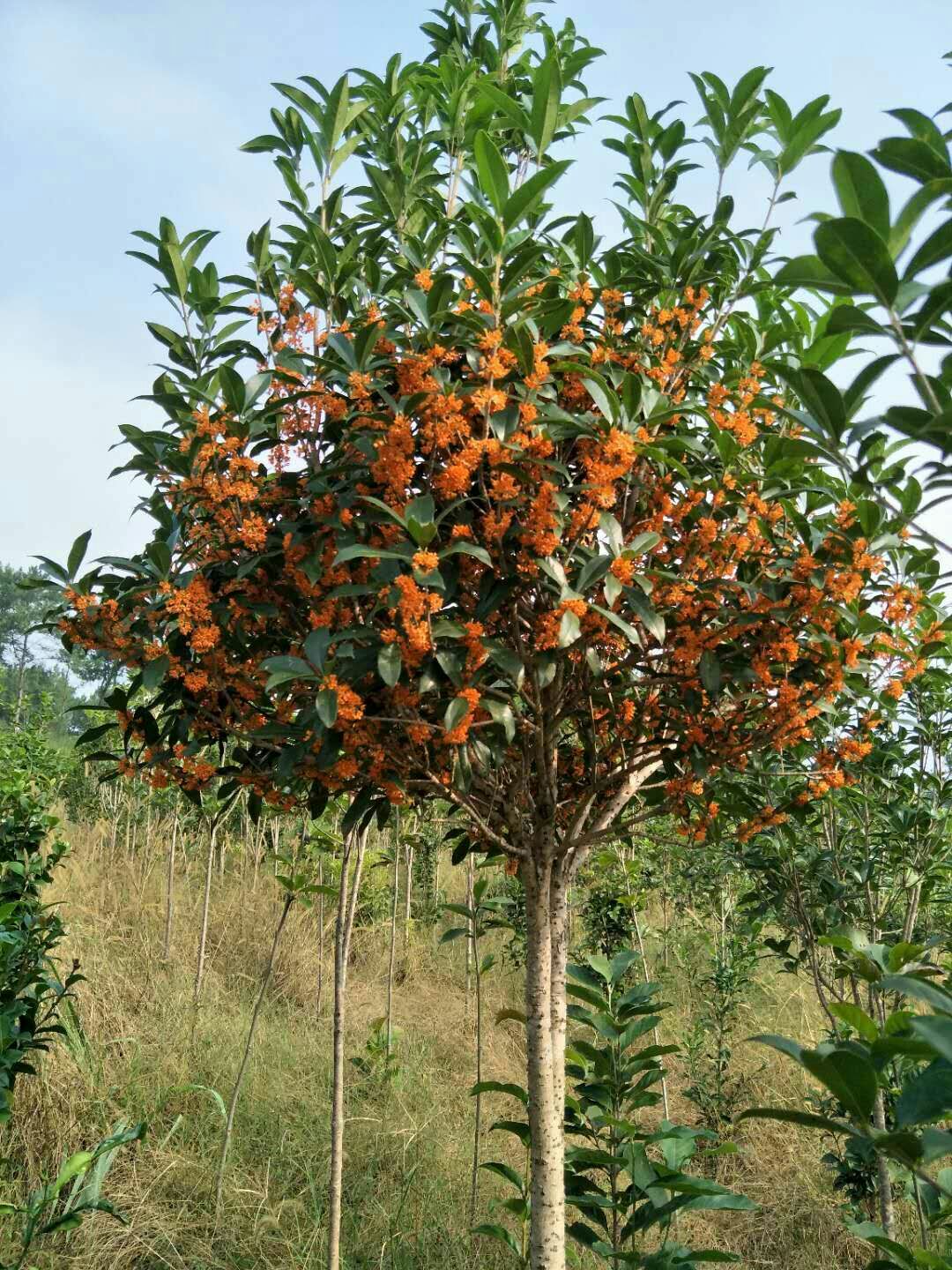 咸宁 状元红桂花树苗