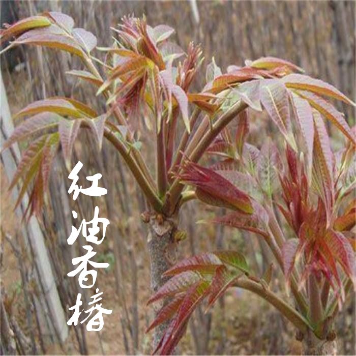 红油香椿苗 香春树种 香椿树苖 庭院花卉植物 抗寒 北方室外