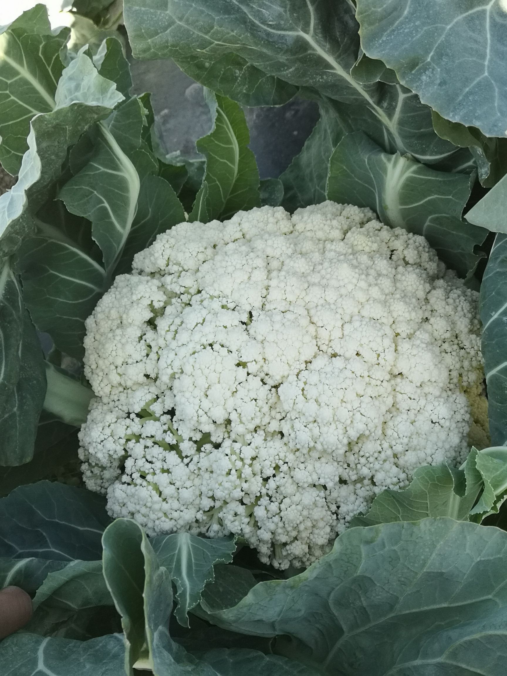 白面青梗松花菜 适中 混装通货