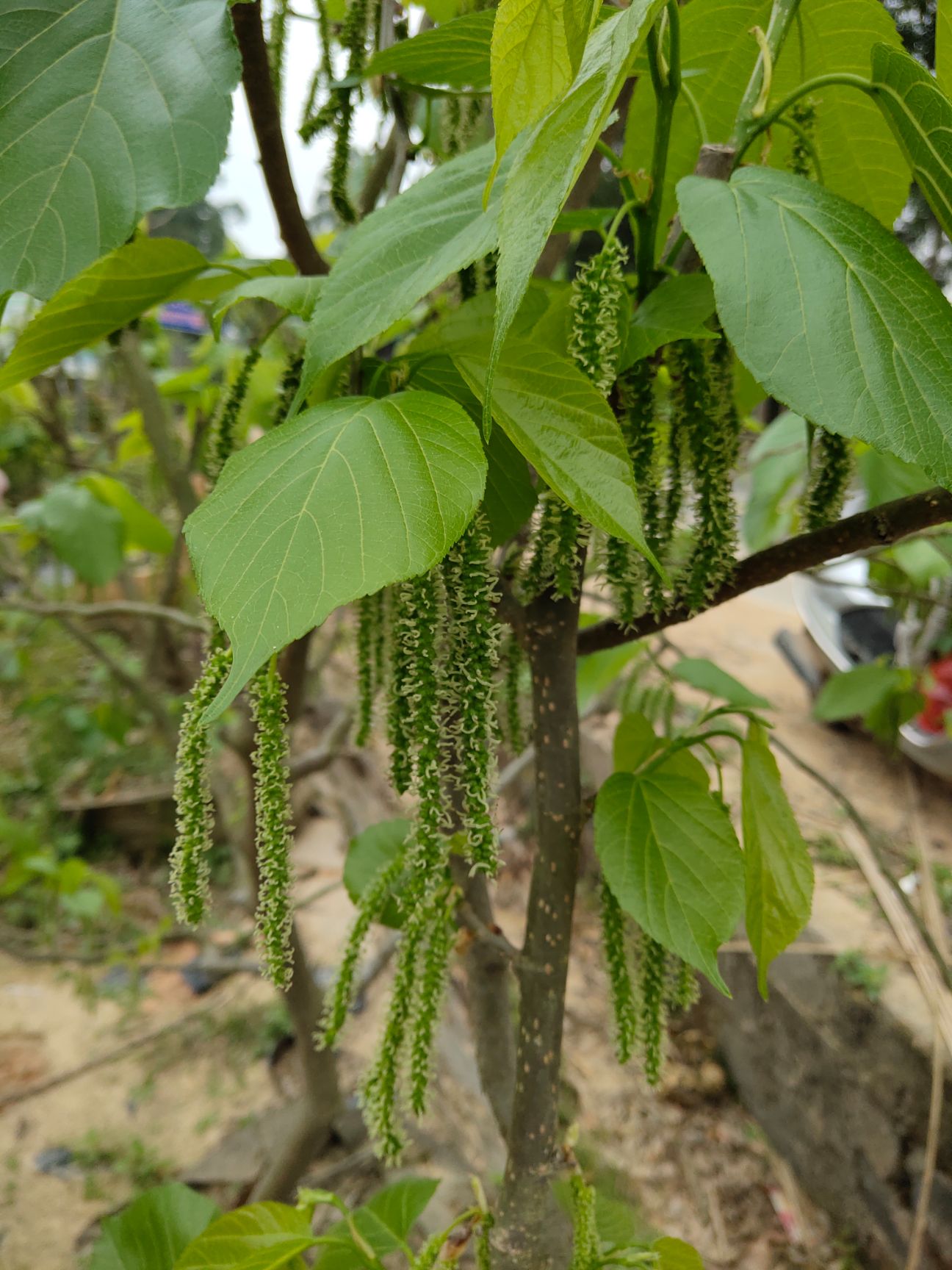 台湾长果桑 大果桑嫁接苗,当年种植当年结果