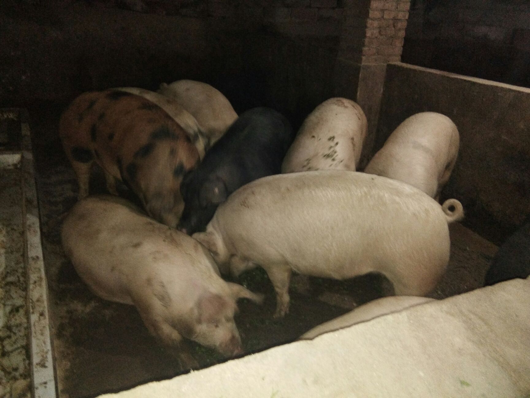 杜洛克猪 200-300斤