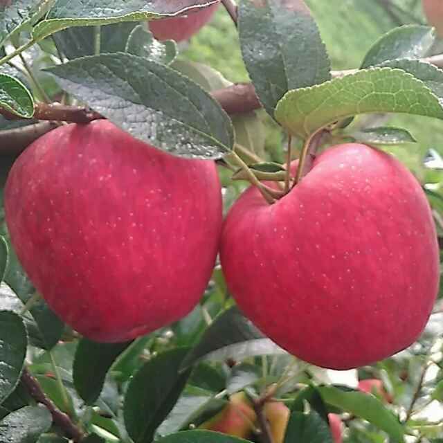 红露苹果树苗