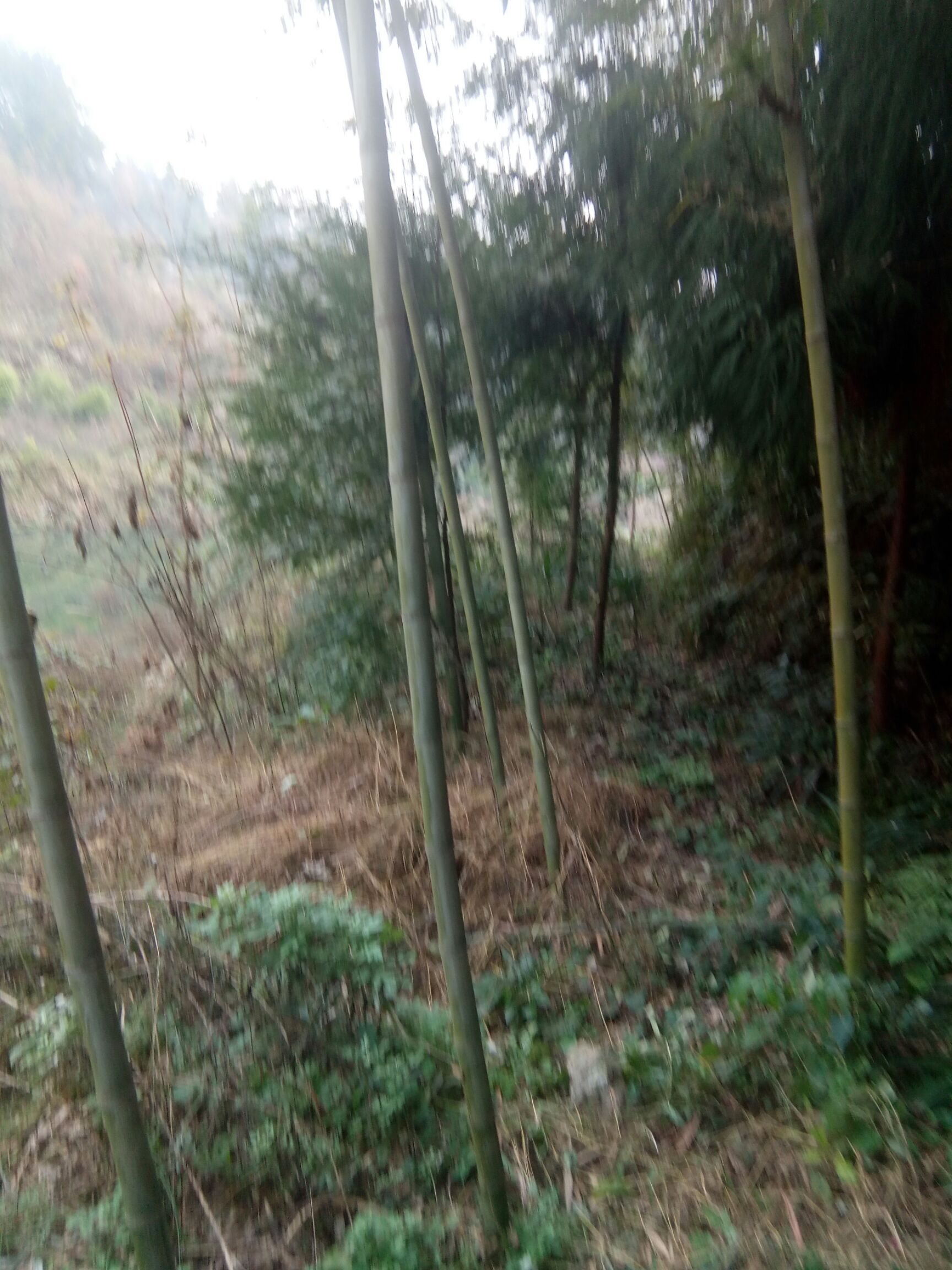 贵州遵义红花岗区金竹 有,楠竹,斑竹