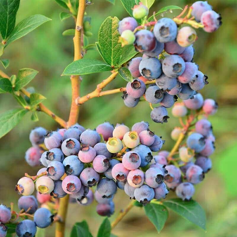 供应大厅  种子种苗  蓝莓苗   蓝莓果实中含有丰富的营养成分,具有