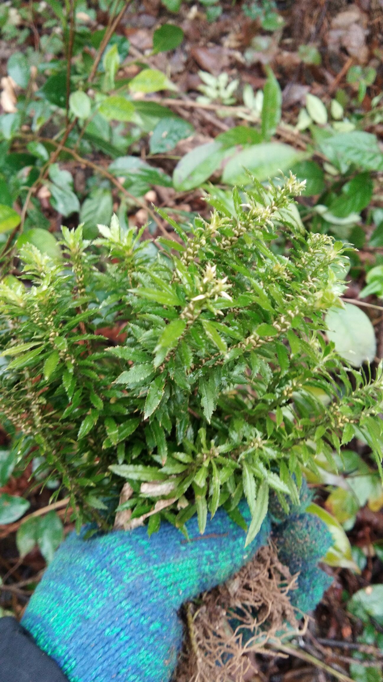 贵州黔东从江县百部草 百毒草