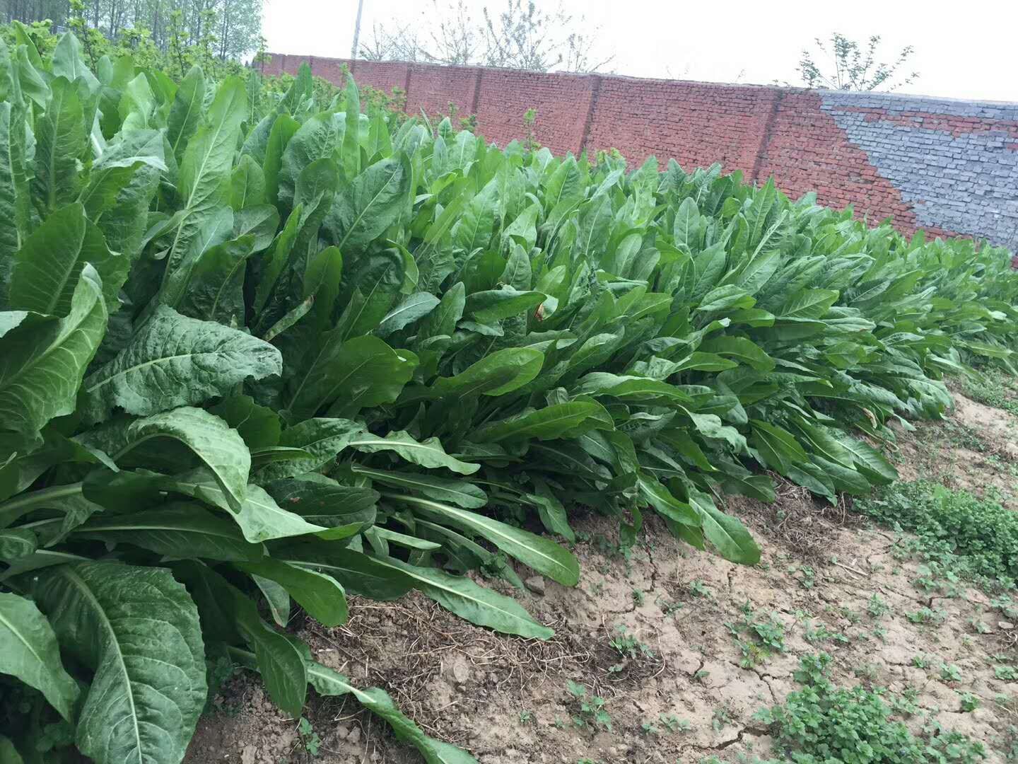 菊苣种子 养鸡鸭鹅牧草