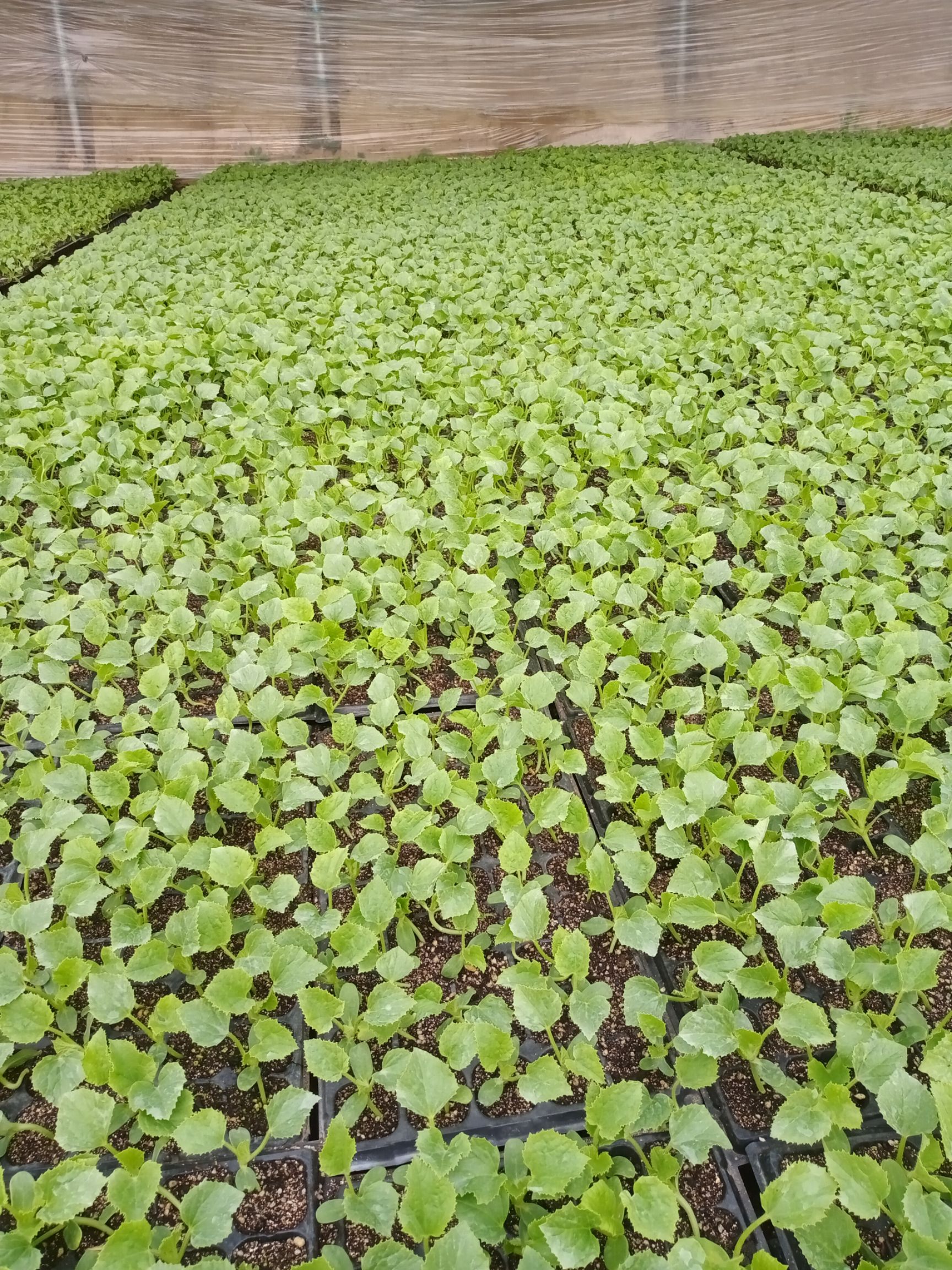 供应大厅  种子种苗  甜瓜苗   收藏 分享