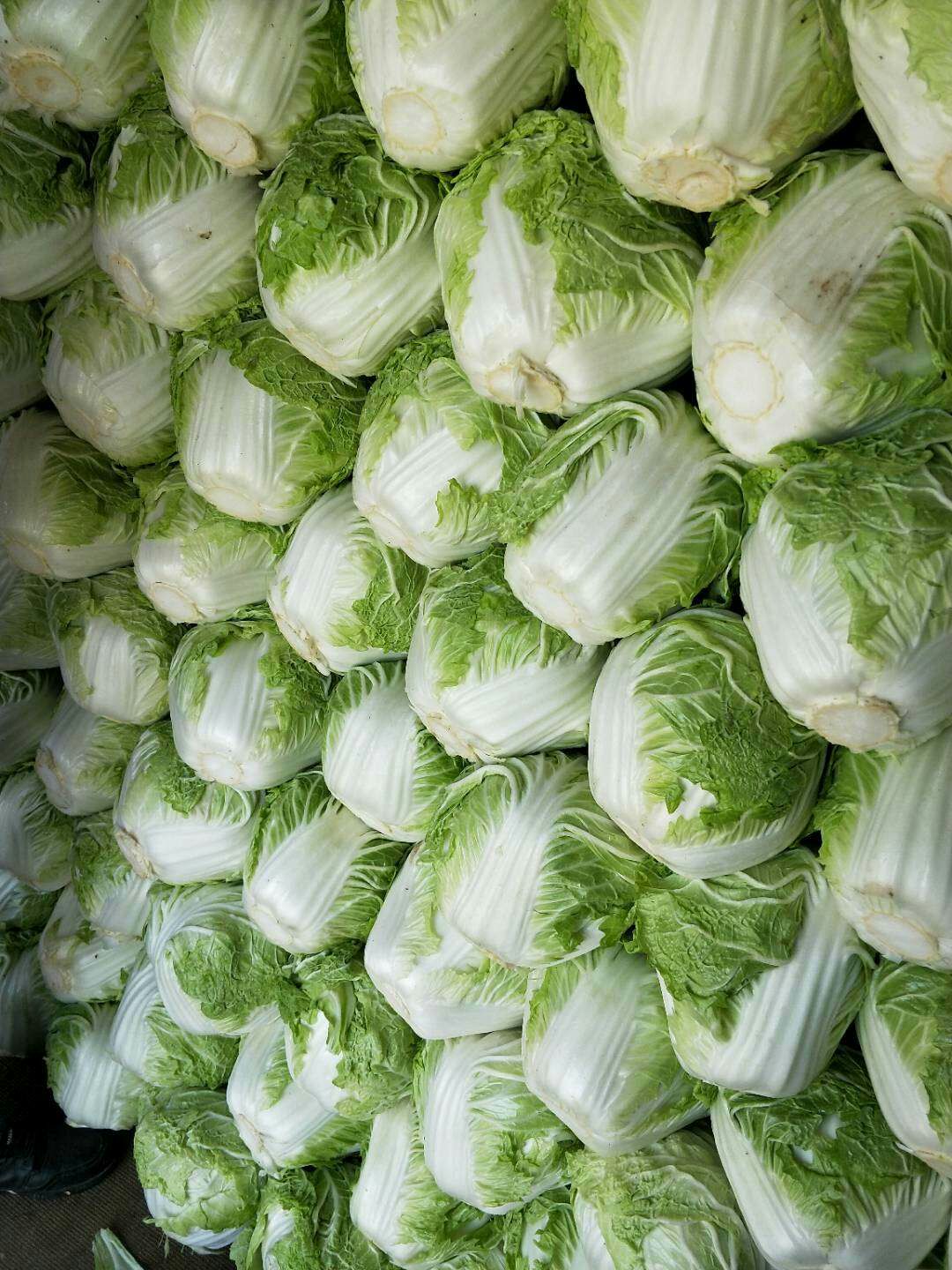 河南30~35cm冷库货东京868批发采购_河南30