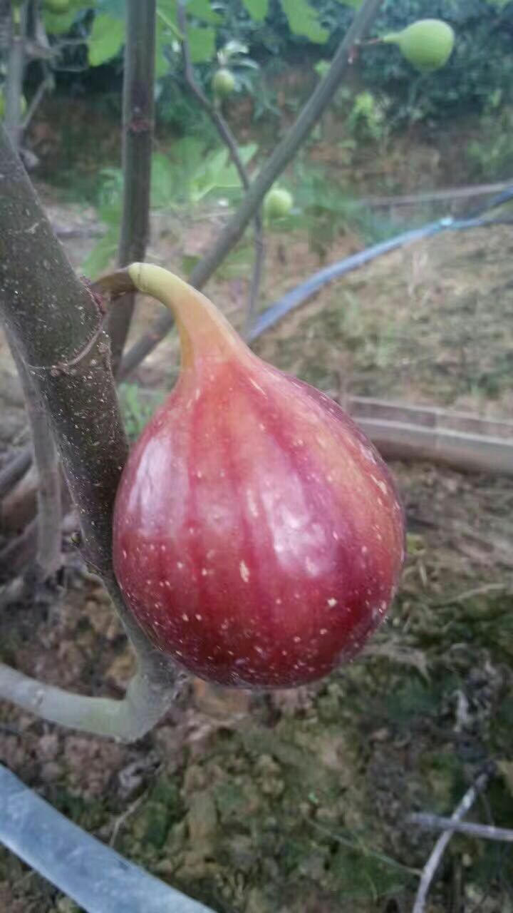 波姬红无花果苗基地,当年结果波姬红无花果苗价格
