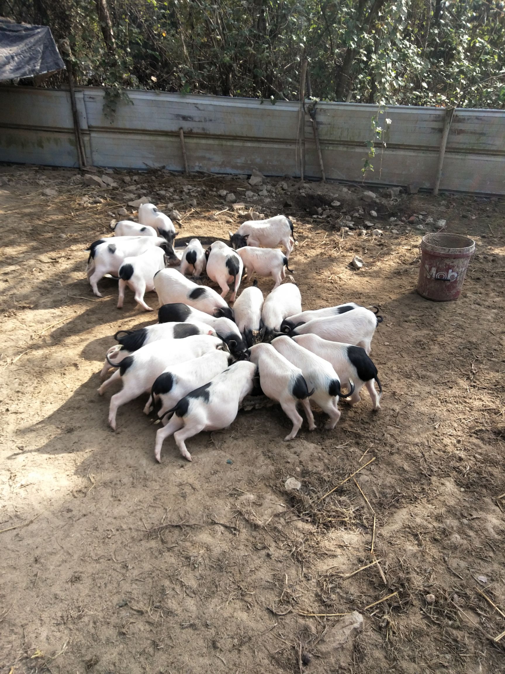 两头乌猪 80斤以上