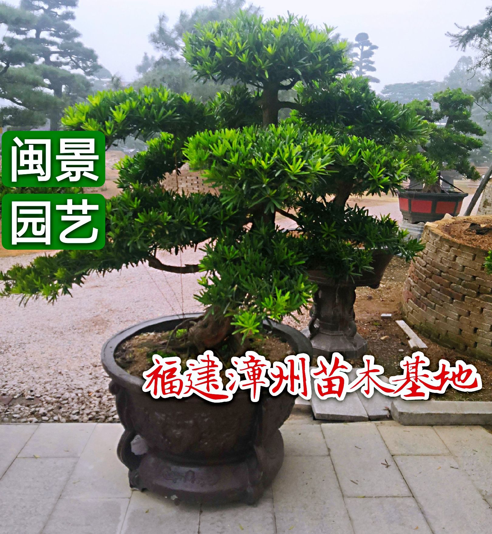 [台湾罗汉松盆景批发]台湾罗汉松盆景 造型罗汉松价格780元/棵 - 惠农