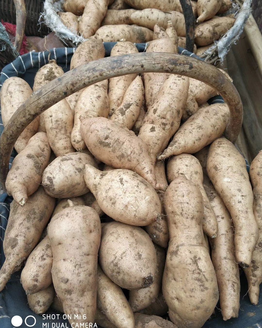 混装通货北京553红薯