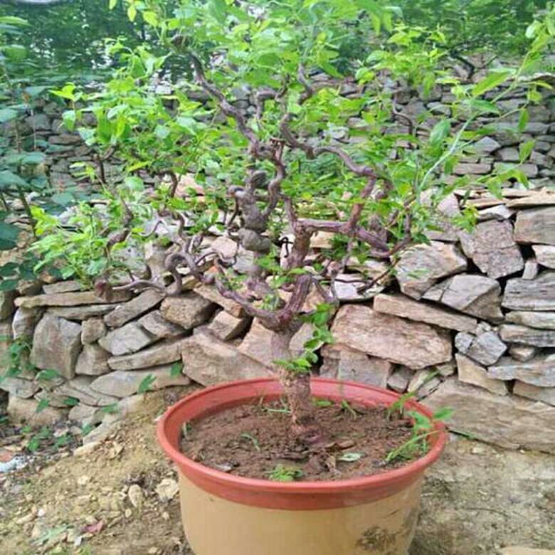 枣树苗活苗龙须枣树形盆栽地栽嫁接果树苗南方北方种植当年结果