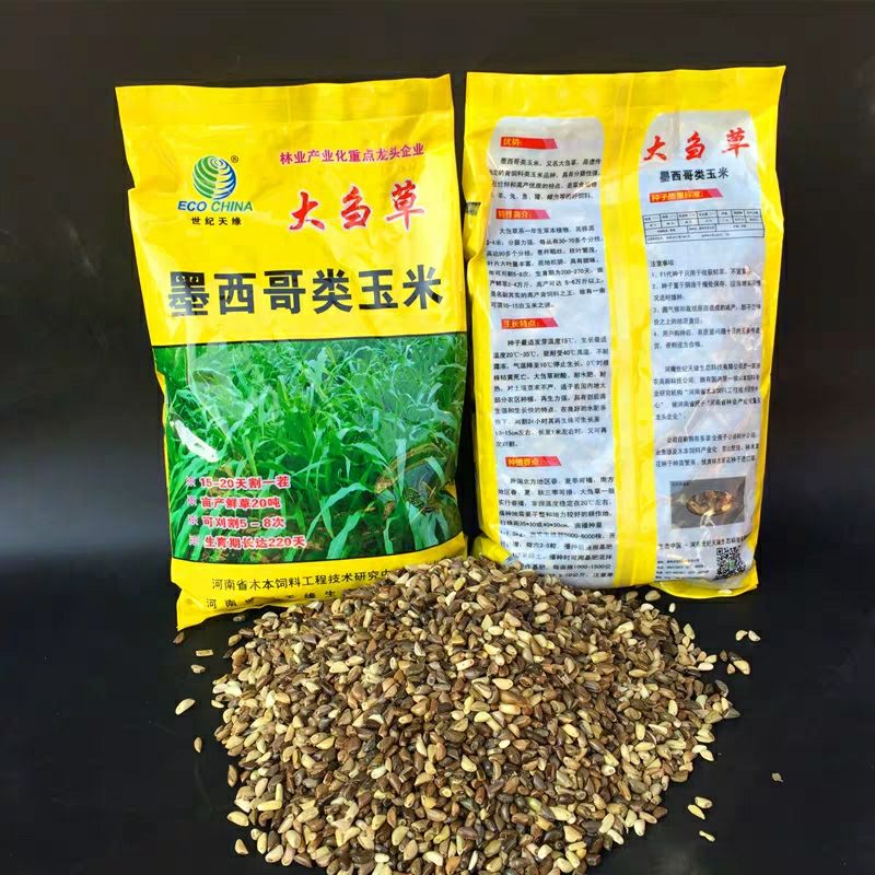 墨西哥玉米草种子