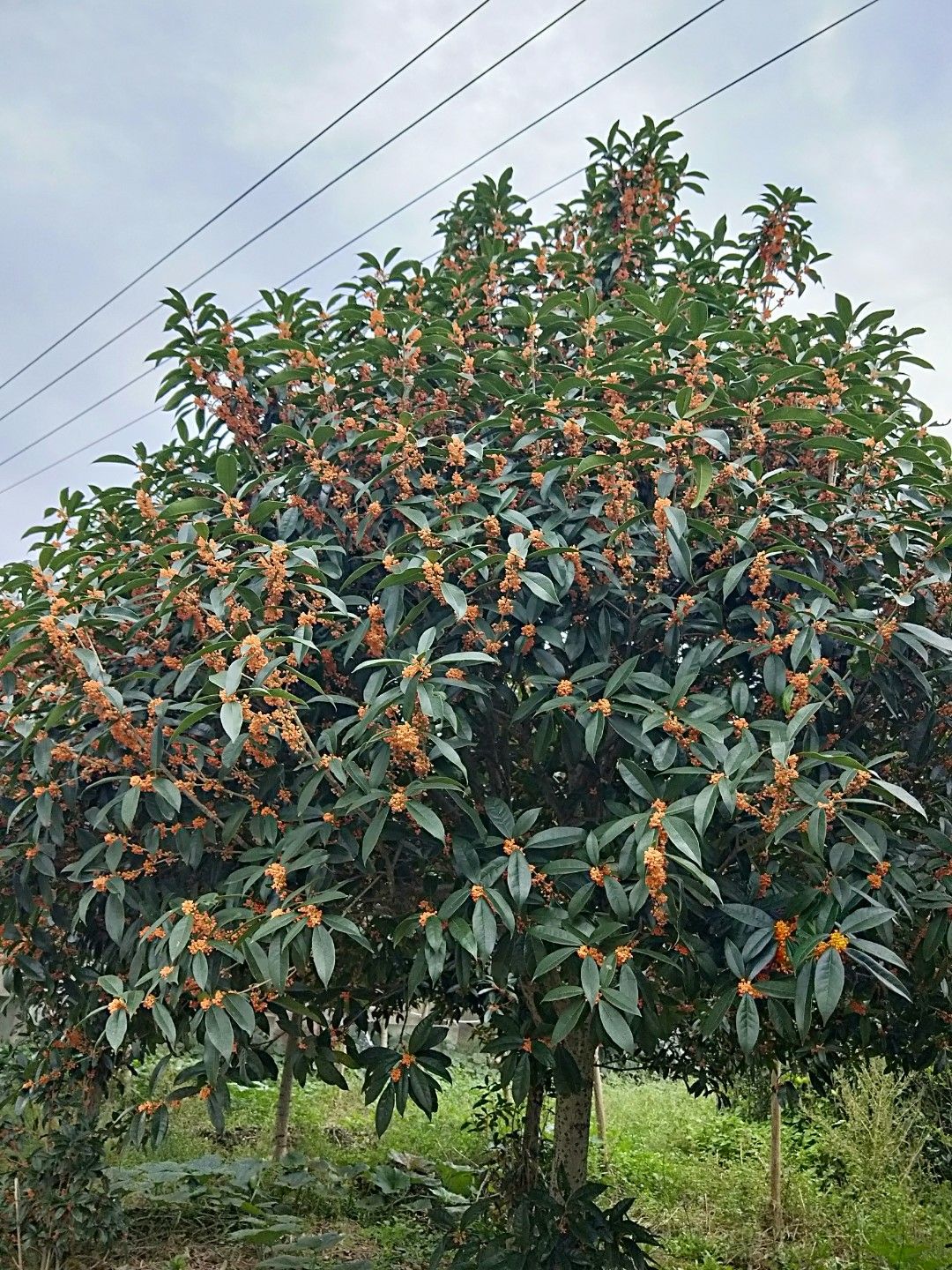 黄金桂花树