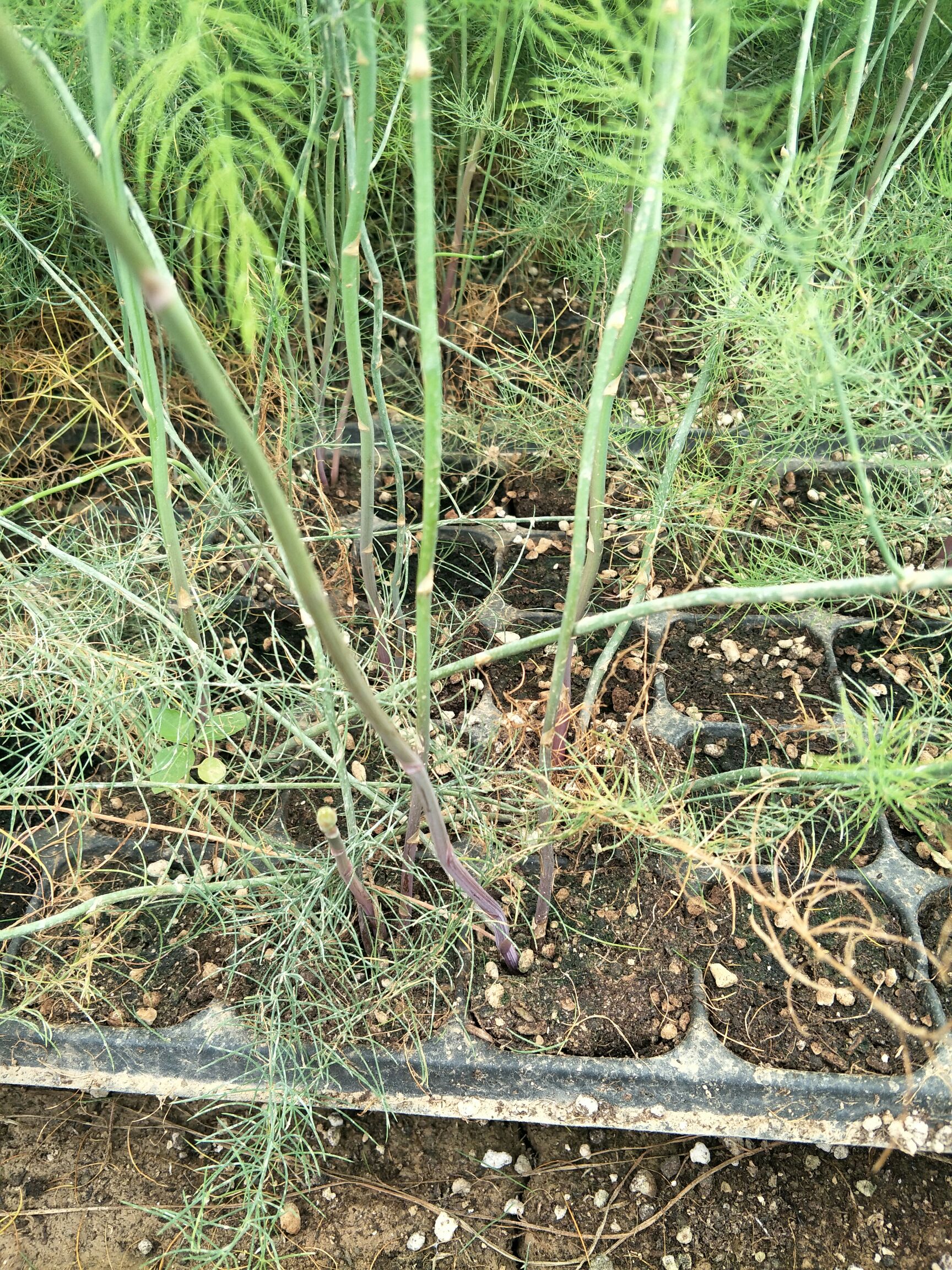 供应大厅  种子种苗  芦笋苗   商品详情 曹县特产芦笋苗紫色芦笋苗