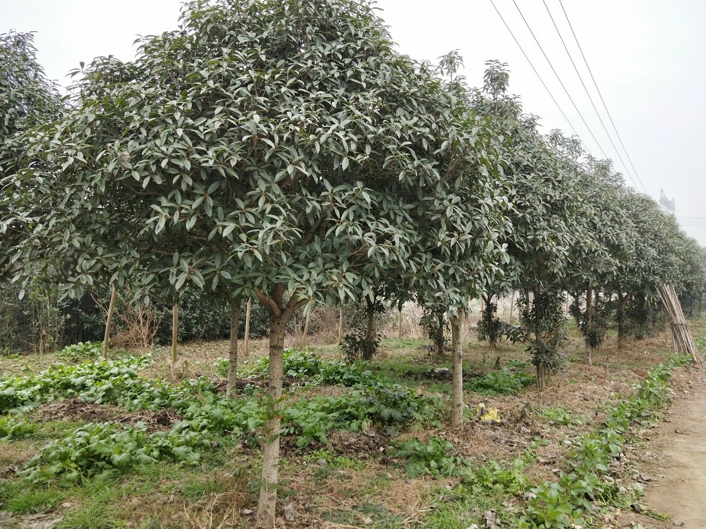 黄金桂花树