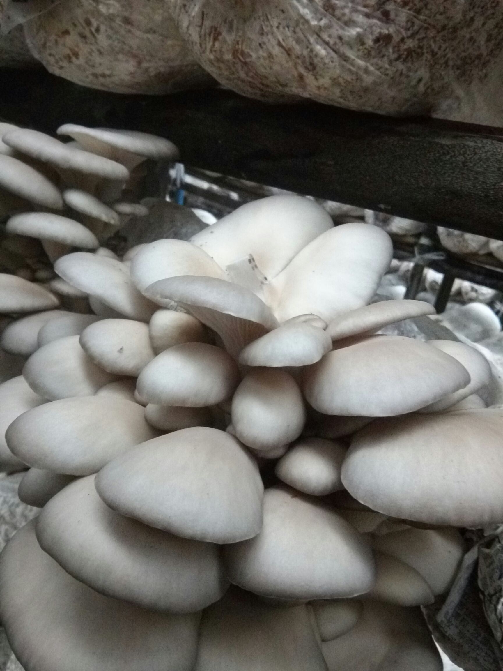 灰平菇 4cm~6cm