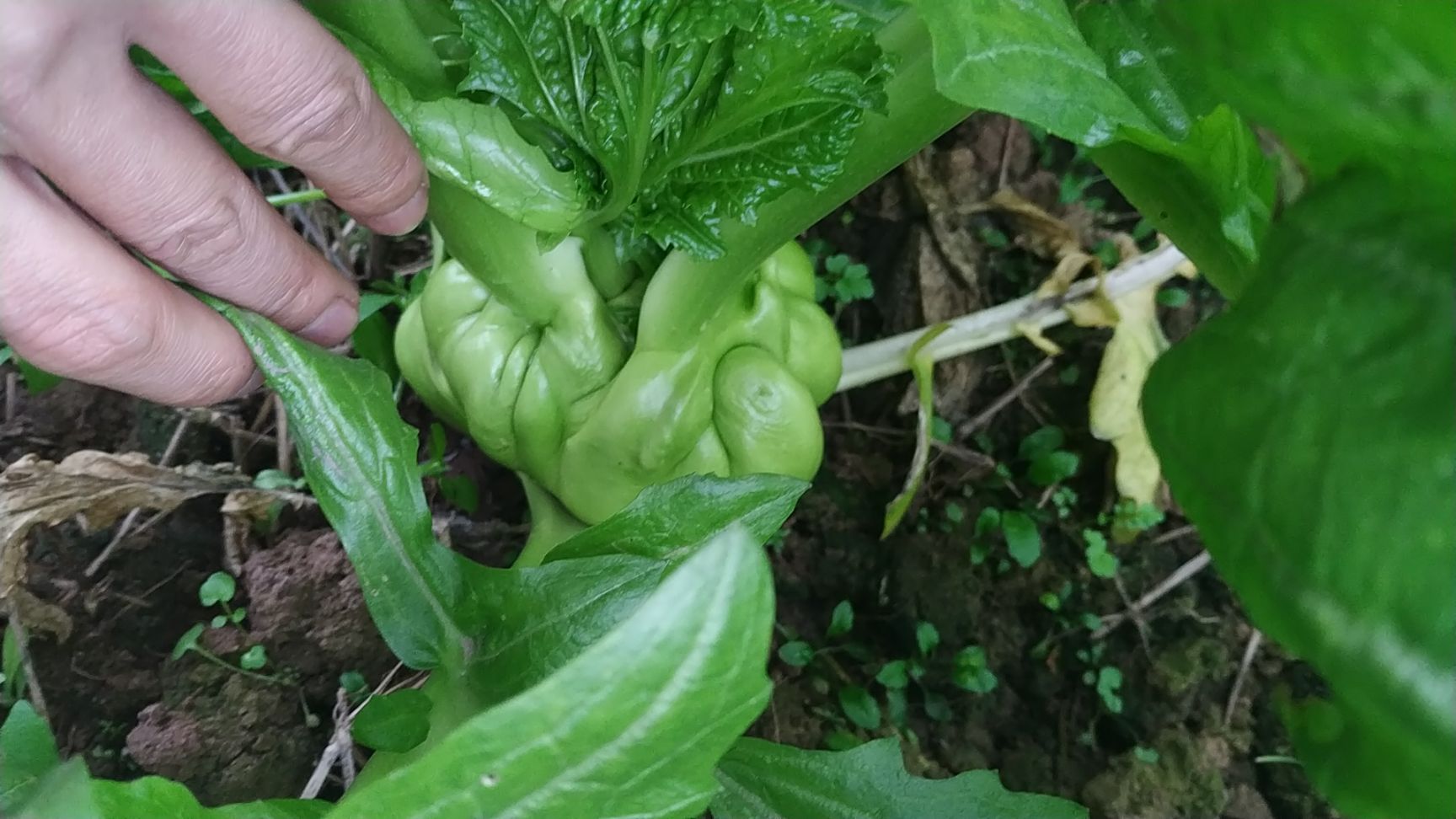 青菜头 