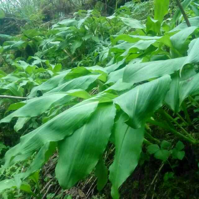 茖葱 山葱,寒葱