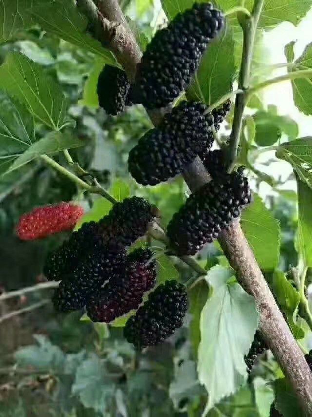 (品种特点)黑珍珠桑椹,成熟期五中旬到六月十号左右,桑椹的,采摘期