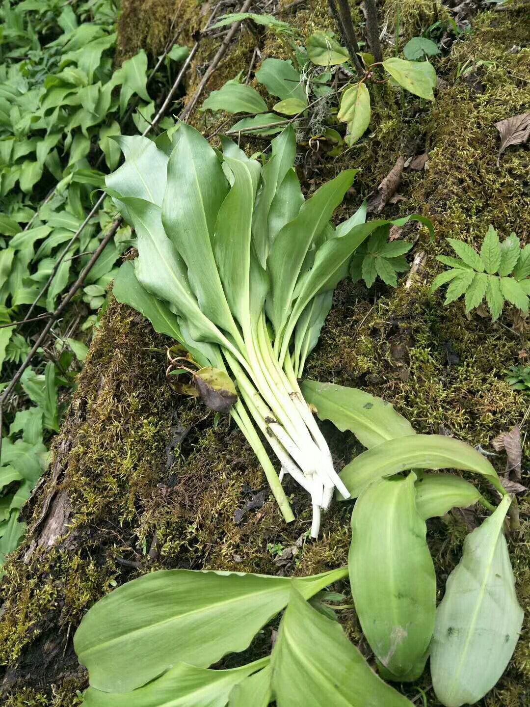 茖葱 山葱,寒葱