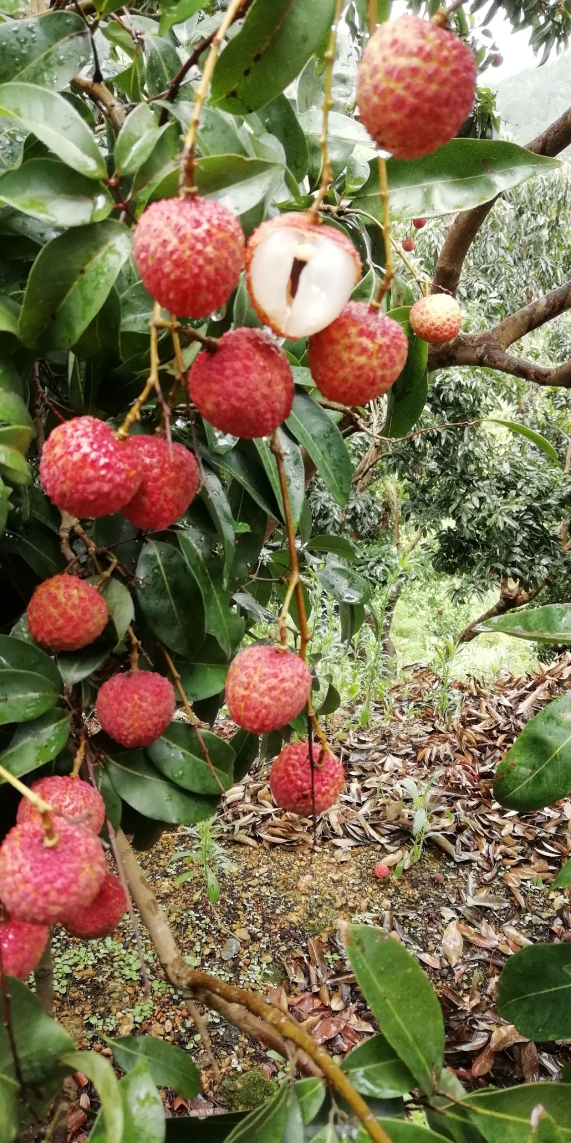 妃子笑荔枝苗