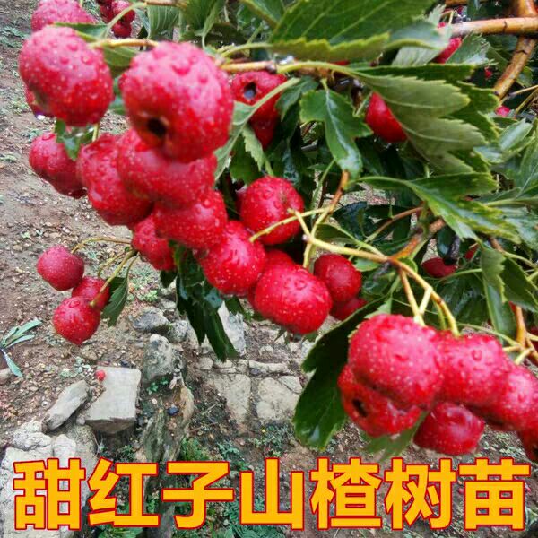 甜红子山楂苗,基地直销9月中下旬成熟,抗寒,抗旱
