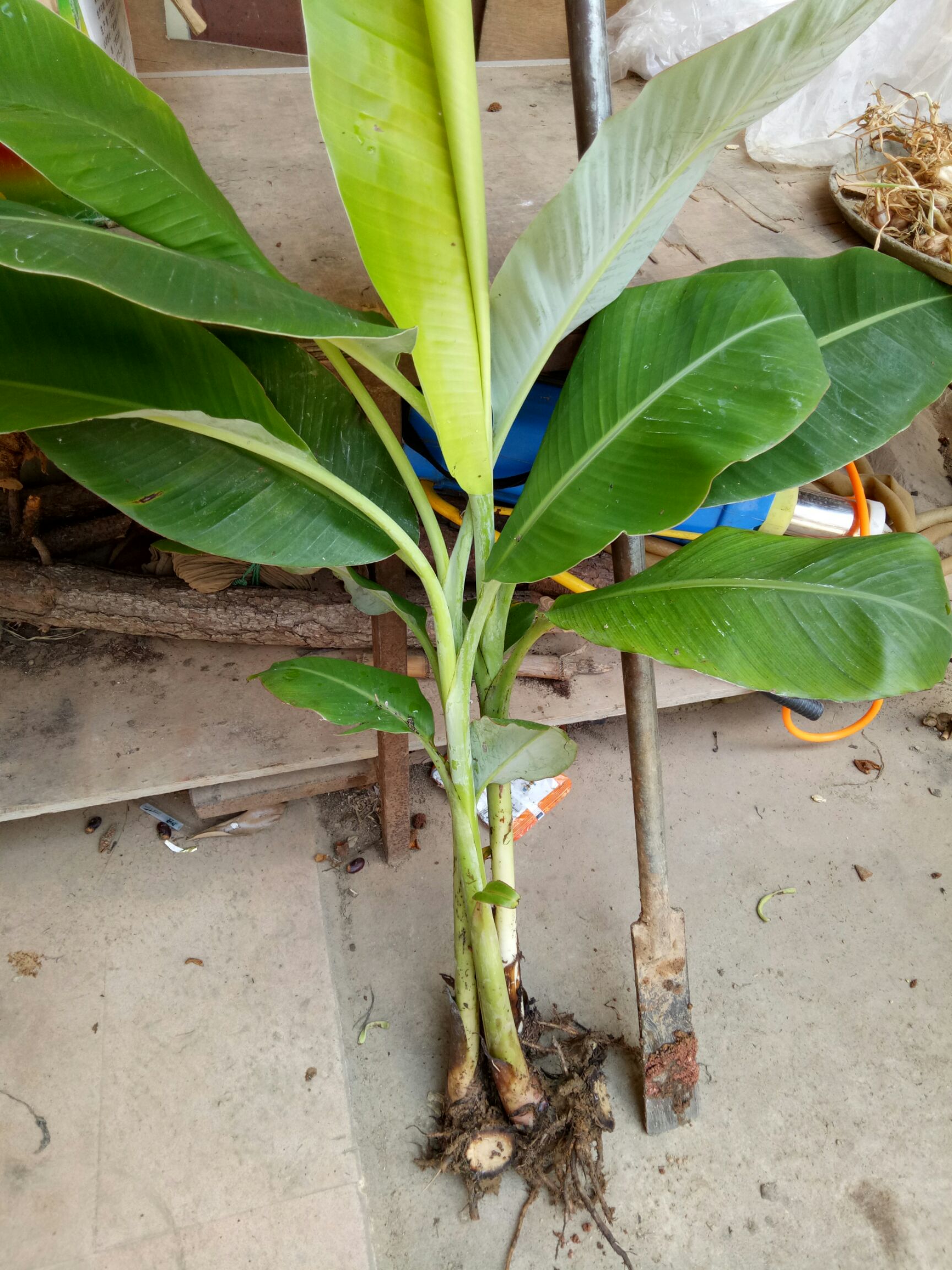 巴西香蕉苗