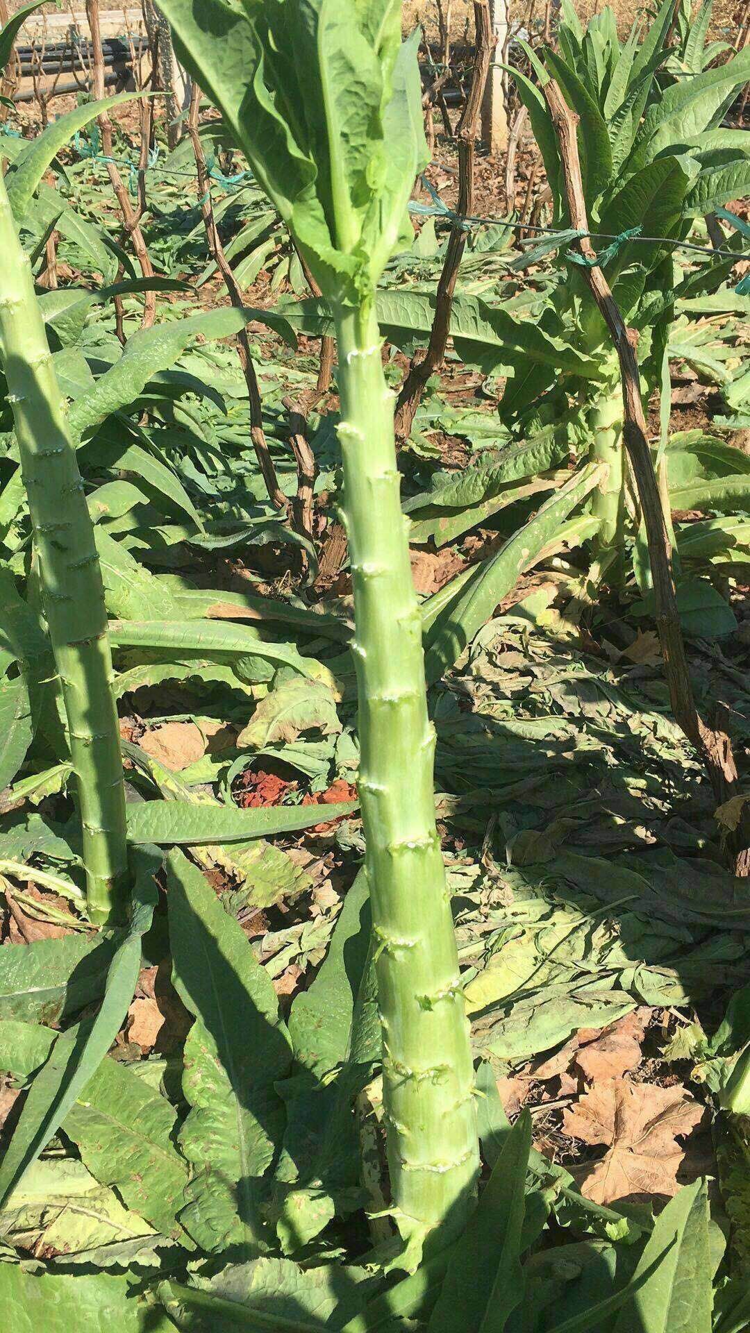 种植户/种植企业           联系商家        商家还在供应 贡菜产地