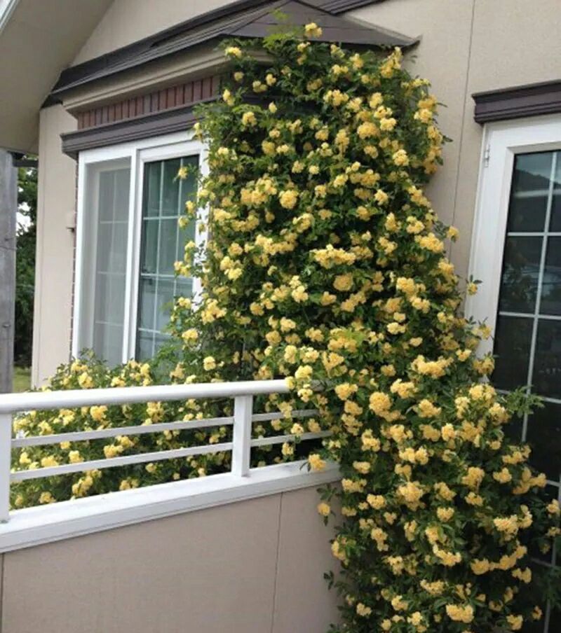 木香花 苗七里香黄木香白红木香盆栽地载庭院爬藤四季浓香植物花卉