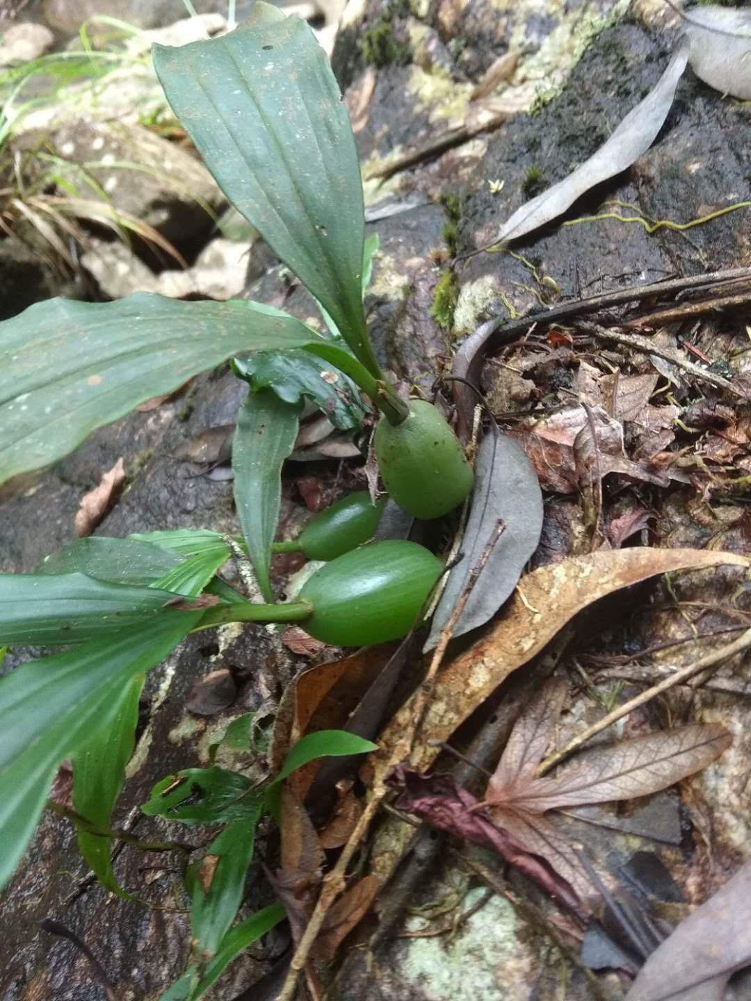 野生石仙桃 野生石橄榄