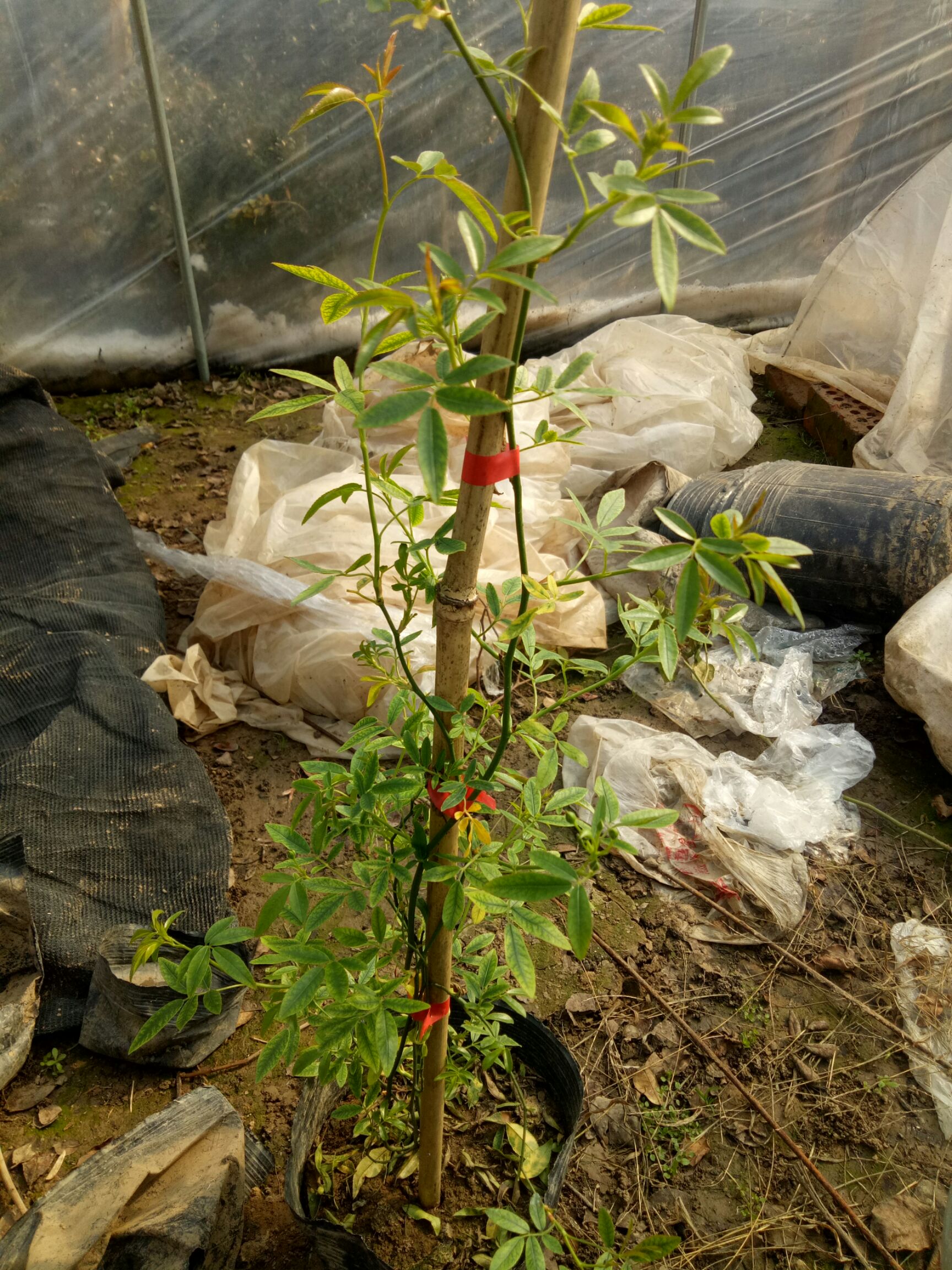 木香花 苗七里香黄木香白红木香盆栽地载庭院爬藤四季浓香植物花卉