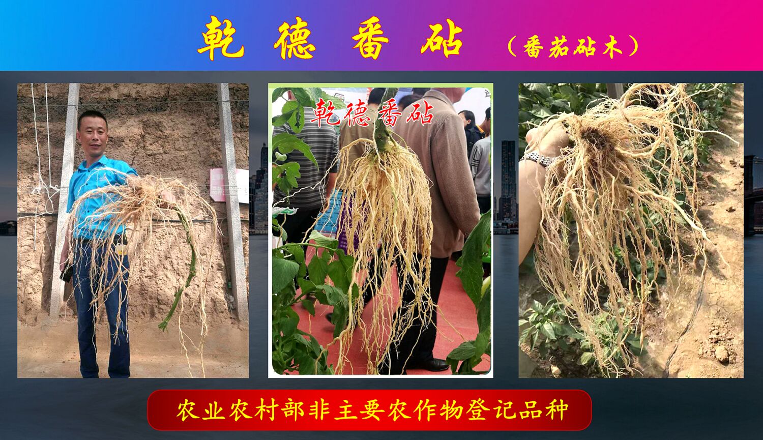 乾德番茄砧木 抗线虫 耐低温 抗高温 嫁接成活率高 乾德番砧