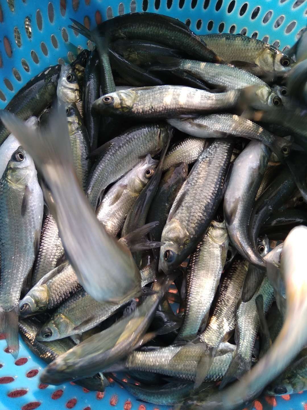 品种名:青鱼苗          有大量小青鱼苗出售,有需要的联系