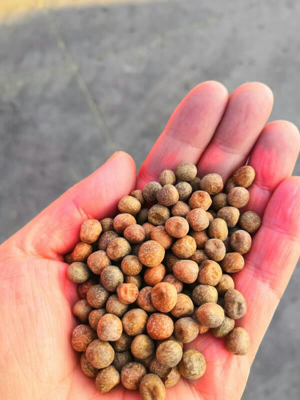 天津5-7cm豌豆