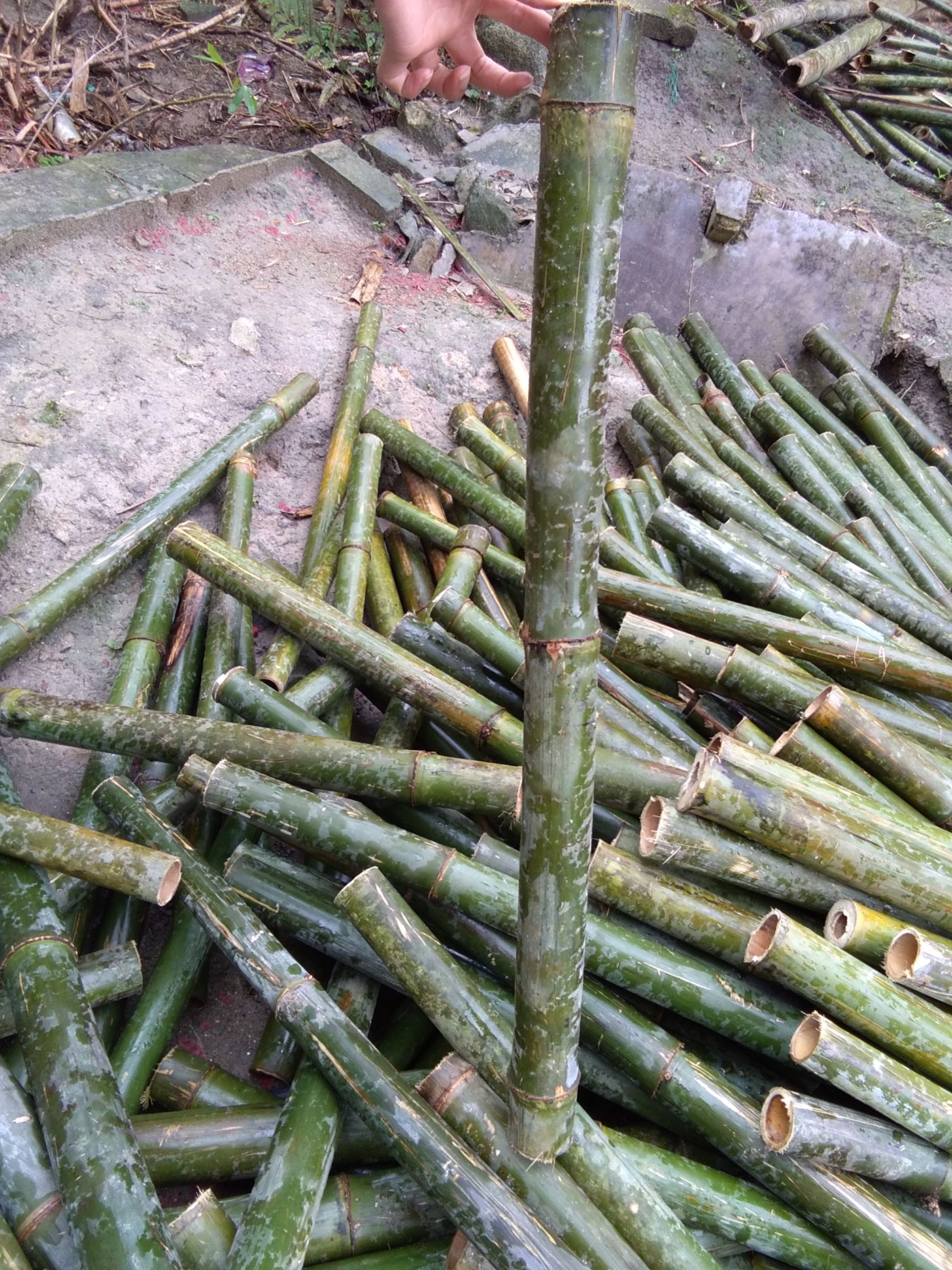 毛竹 造纸毛竹