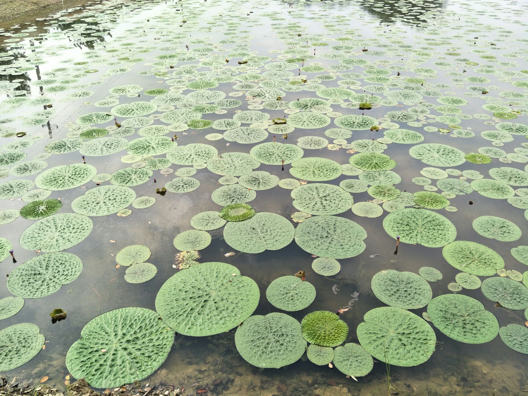 芡实苗出售(苏芡,剌芡都有)