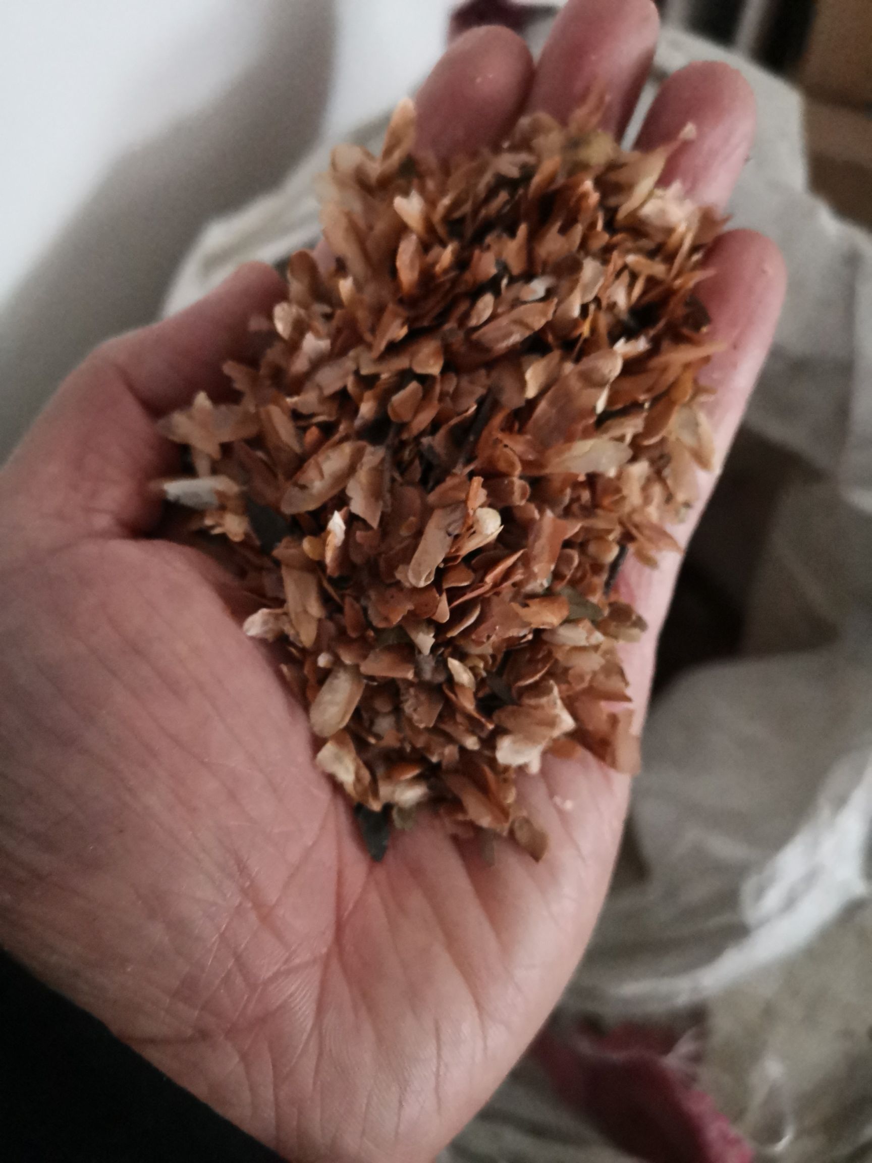 山东济南槐荫区 香椿种子毛籽