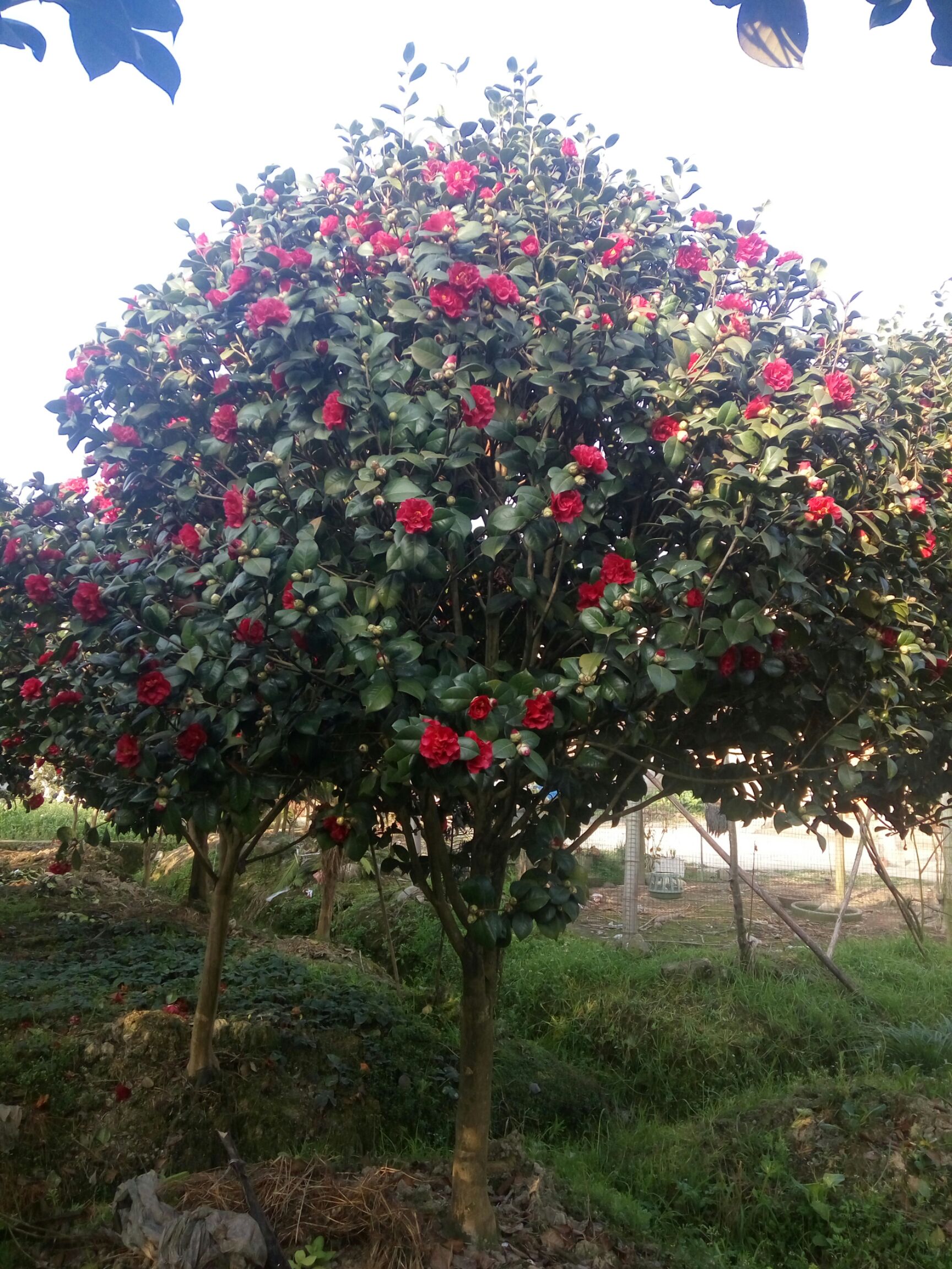 茶花树 红珍露地径十公分高4米左右冠3米左右