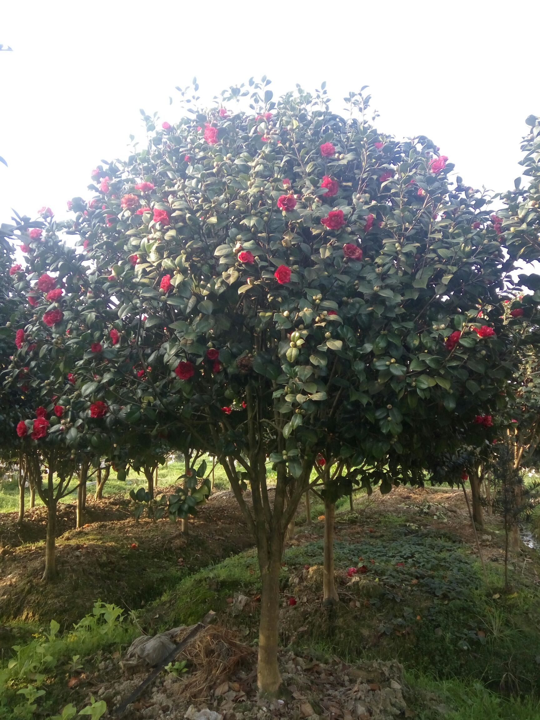 茶花树 红珍露地径十公分高4米左右冠3米左右