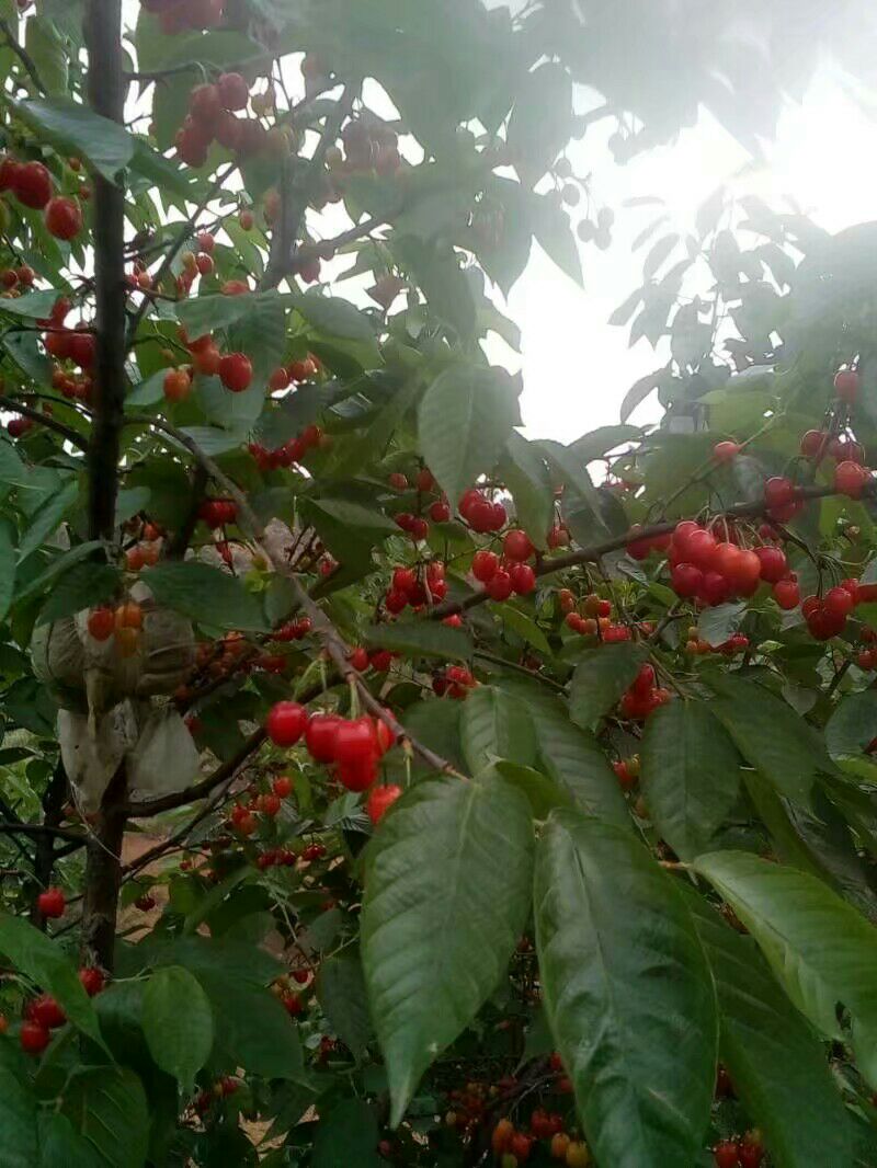 玛瑙红樱桃树苗